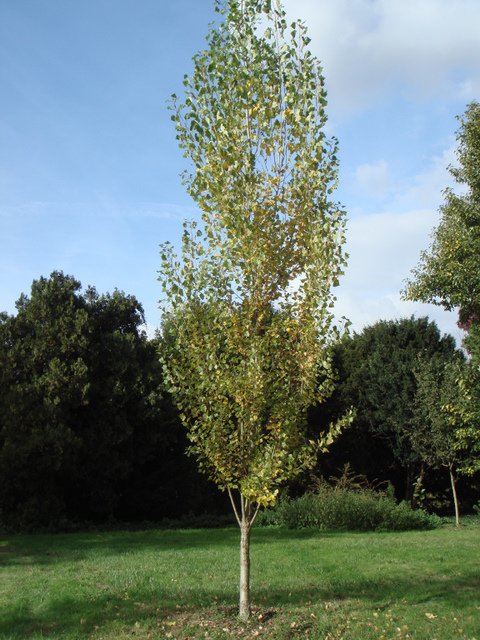 Populus nigra 'Italica' silhouette jeune